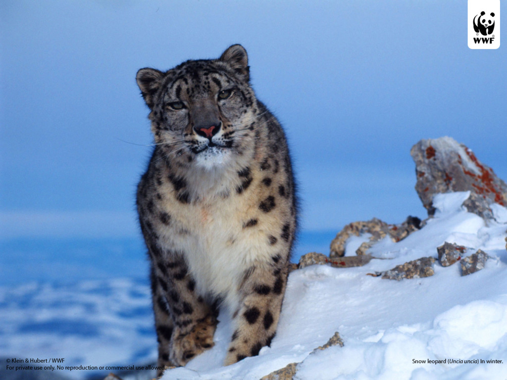 snow_leopard_wwfwallpaper