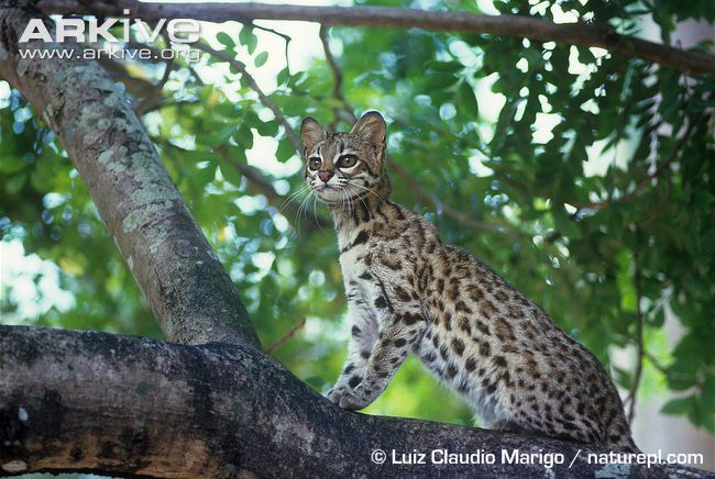 Southern Tiger Cat - Facts, Diet, Habitat & Pictures on