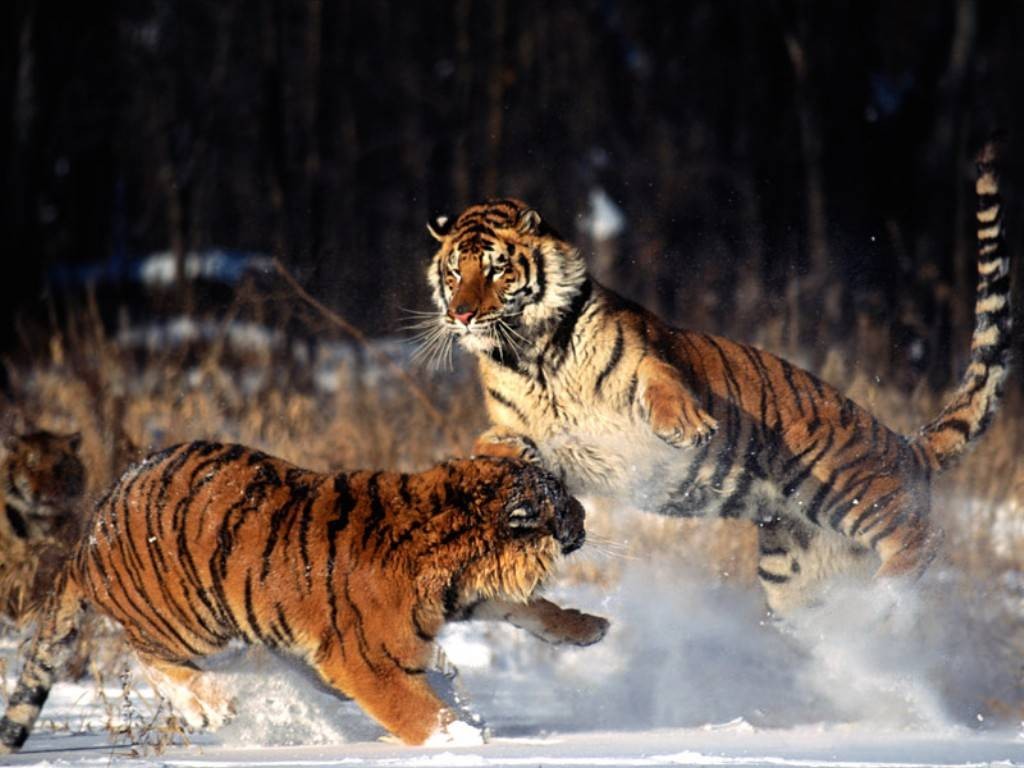 standing_ground_tigers_alaska2