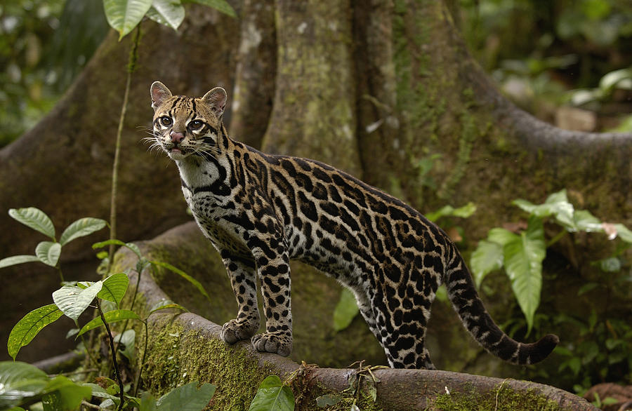 Wild Cats: The Ocelot – kimcampion.com