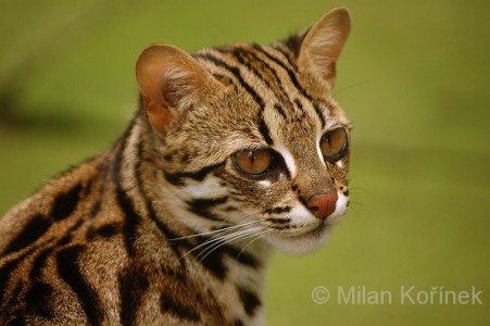 The Mainland Leopard Cat – kimcampion.com