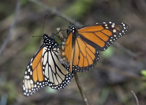 In this Jan. 4, 2015 photo, Monarch butterflies climb up a twig, at the Piedra Herrada sanctuary, near Valle del Bravo, Mexico. The population of the butterfly, that migrates thousands of miles each year from winter nesting grounds in Mexico, has been shrinking partly because farmers are growing more herbicide-resistant crops that have stripped millions of acres of milkweed they depend on to nourish them along their route. (AP Photo/Rebecca Blackwell)