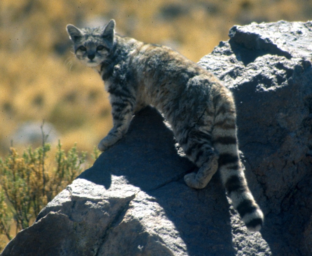 Andean_cat_1_Jim_Sanderson