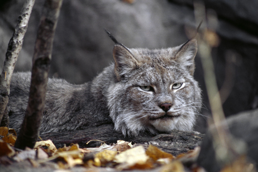 Canadian-Lynx-animals-13129095-2000-1333