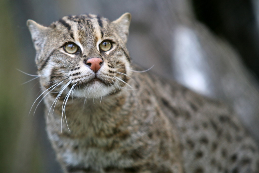 Fishing_Cat_(Prionailurus_viverrinus)_3