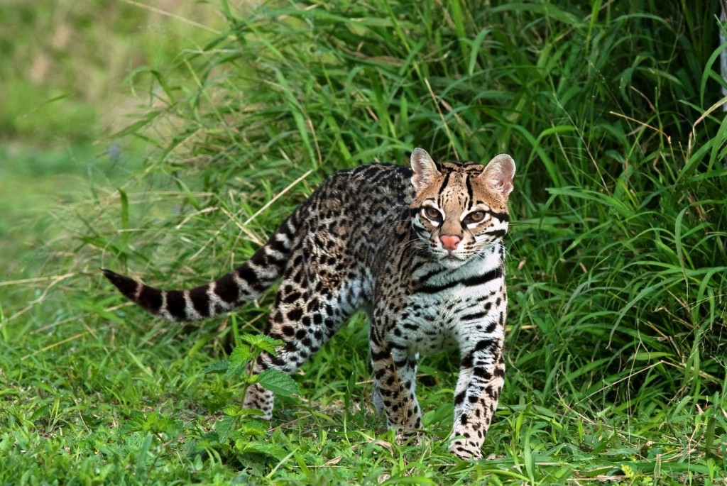 Ocelot2