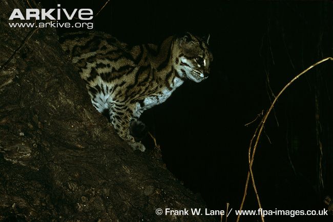 Wild Cats: The Oncilla or Little Spotted Cat – kimcampion.com