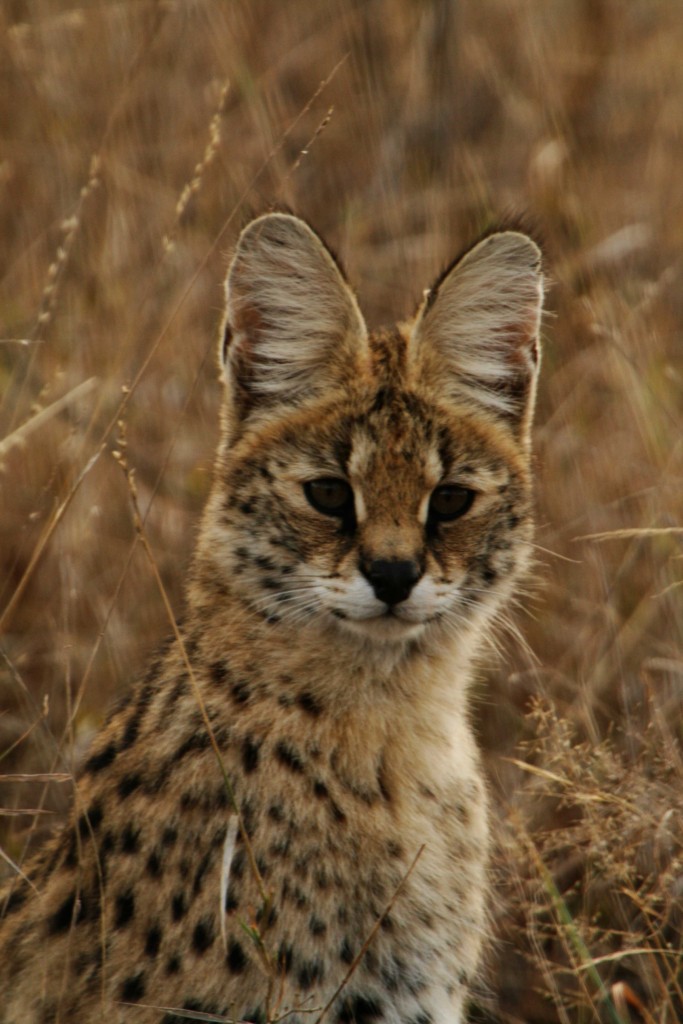 Serval_portrait