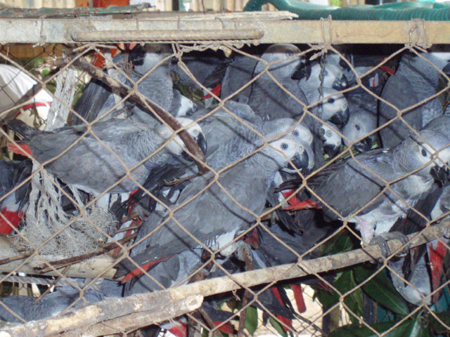 ban parrot breeding