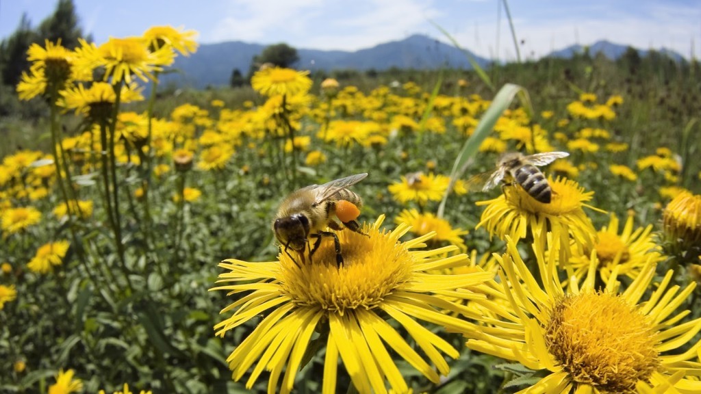 bee-and-daisy-1024x576
