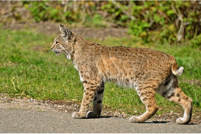 Wild Cats The Bobcat 