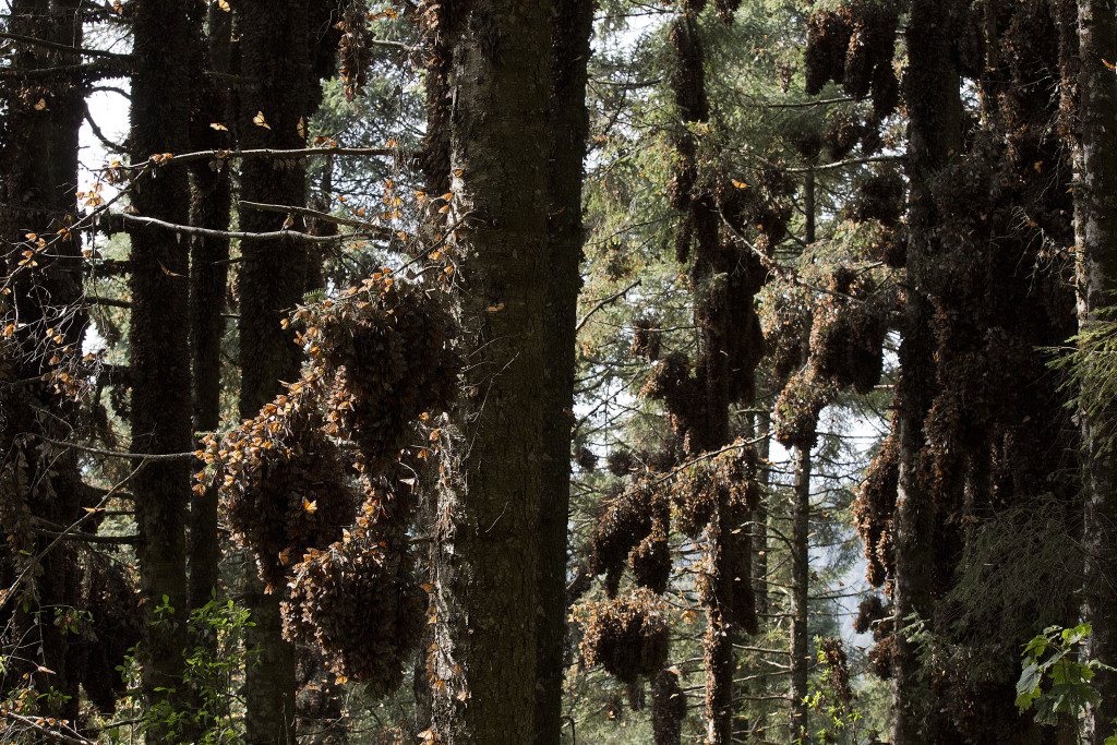 In this Jan. 4, 2015 photo, rabbles of Monarch butterflies hang from tree branches, in the Piedra Herrada sanctuary, near Valle de Bravo, Mexico. More butterflies appear to have made the long flight from the U.S. and Canada to their winter nesting ground in western Mexico, raising hopes after their number dropped to a record low last year. But experts still fear that unusual cold temperatures will threaten the orange and black insects. (AP Photo/Rebecca Blackwell)