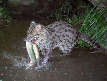 Happy Fishing Cat February! Did You You?: The Fishing Cat (Prionailurus  viverrinus) is an feline species native to swamps, wetlands and m