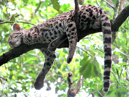 Wild Cats: The Margay – kimcampion.com