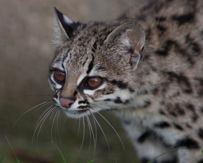 Northern Tiger Cat / Oncilla / Tigrina (Leopardus tigrinus