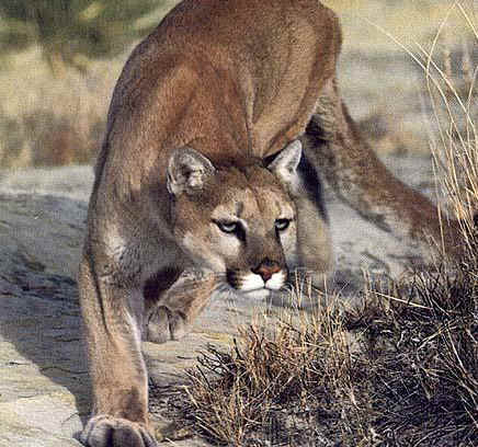 cougar wild cat