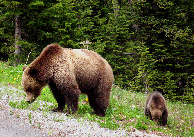 Grizzly-Bears-at-Mount-Robson-Provincial-Park