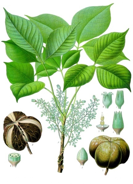 Hevea_brasiliensis_-_Köhler–s_Medizinal-Pflanzen-071