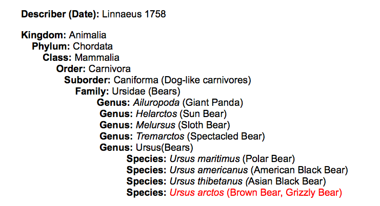 borwn-bear-taxonomy