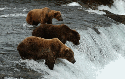 penisular-borwn-bears-at-Brook-Falls-Katmai-Alaska