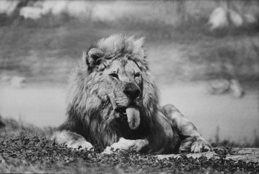 DATE UNKNOWN Frazier 19 year old lion at Lion Country Safari south of Los Angeles.