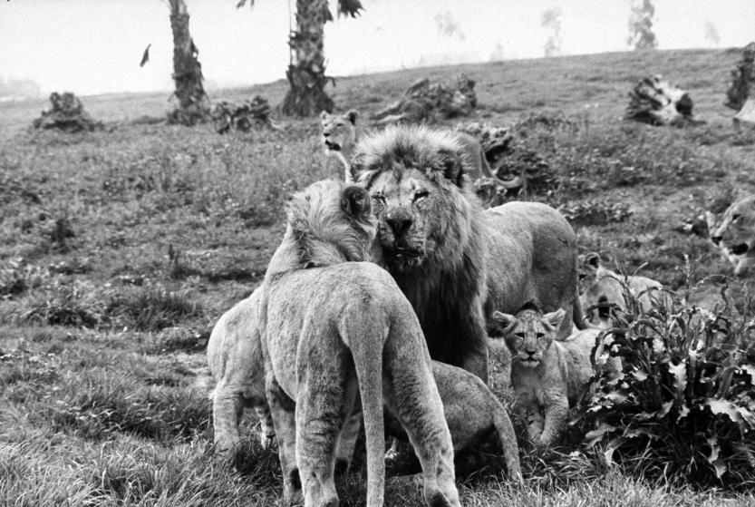 DATE UNKNOWN Frazier a 19 year old lion standing as mother and cubs play underfoot.