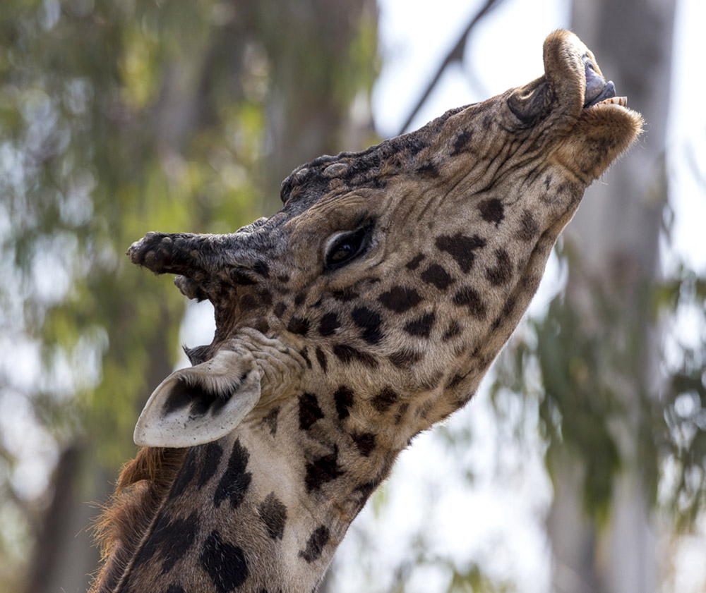 Giraffe-flehmen