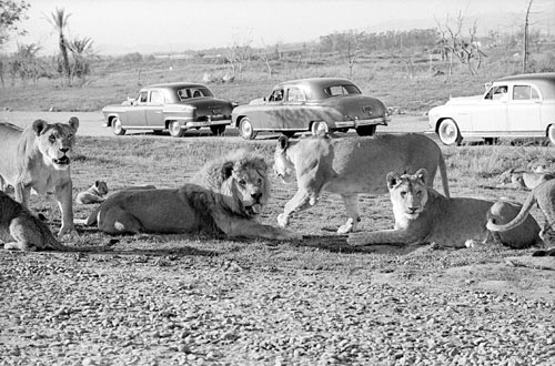 ks90q0-lioncountrysafari1972.500