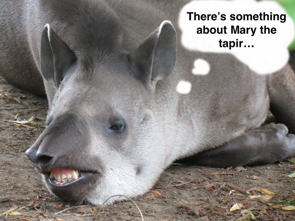 tapir