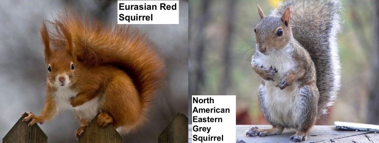 Differences Between The Eurasian Red Squirrel And The North American Eastern Grey Squirrel