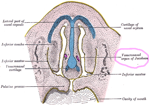 vomernasal organ in humans