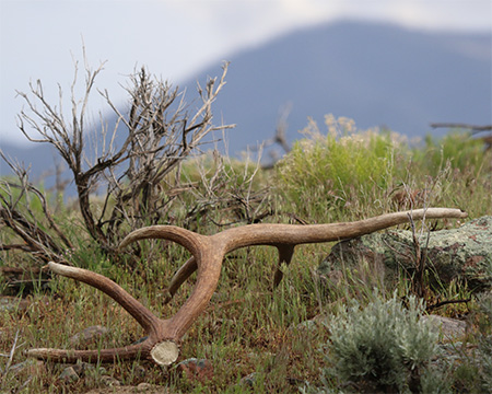 grade-A-elk-antler-wac