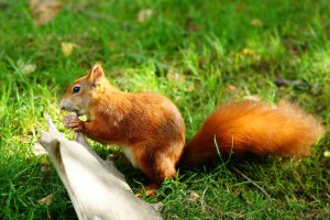 peter-trimming-brittish-wildlife-center-common-use-red-squirrel-eating-antler