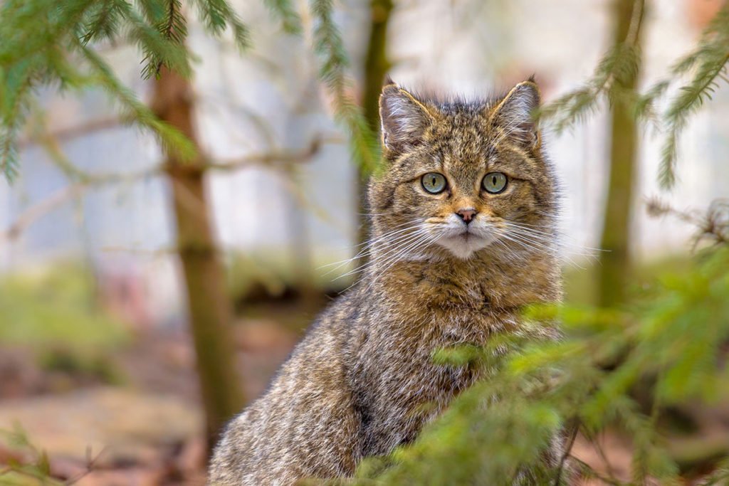 Wild Cats: The European Wildcat – kimcampion.com