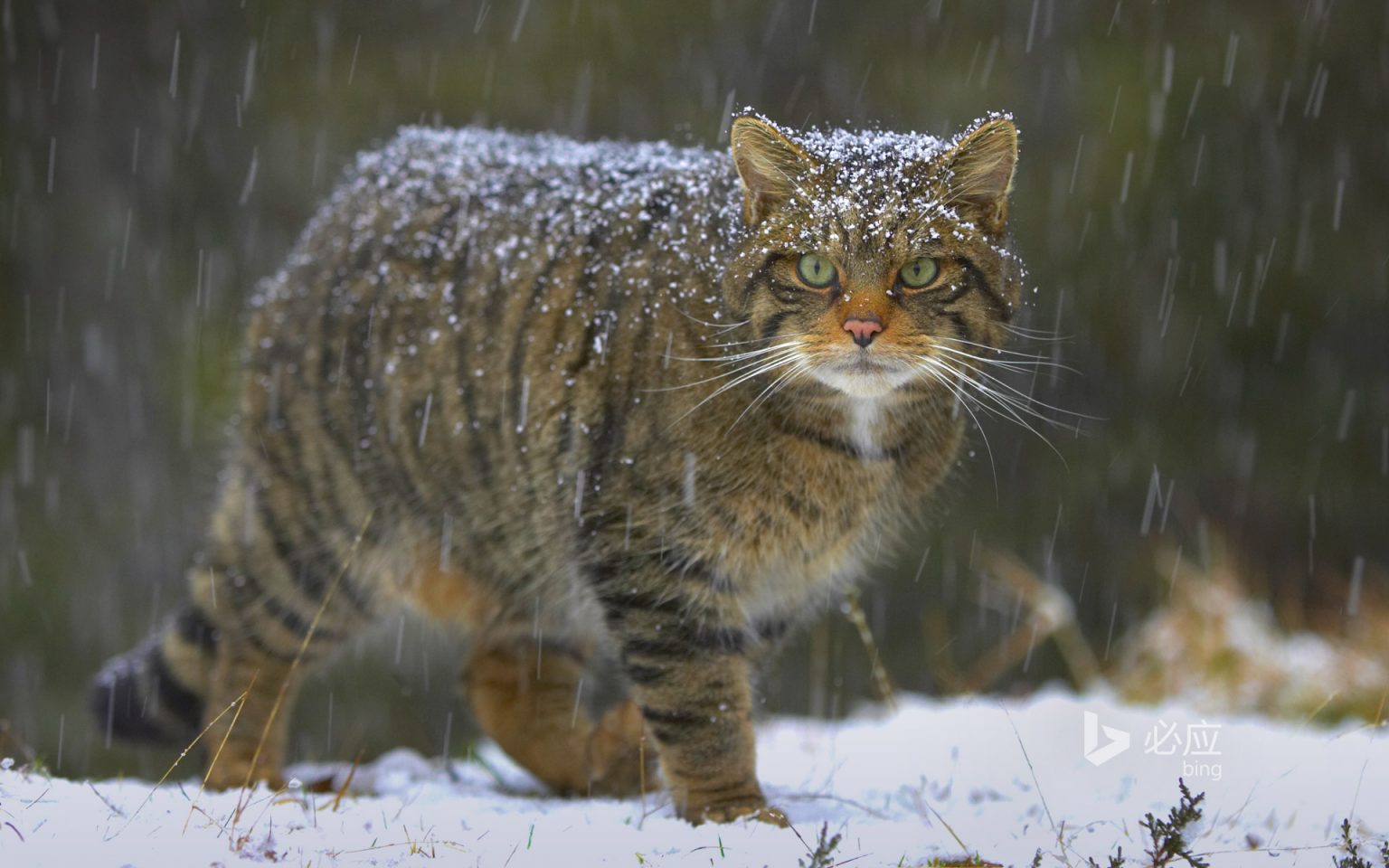 The Wildcat – kimcampion.com